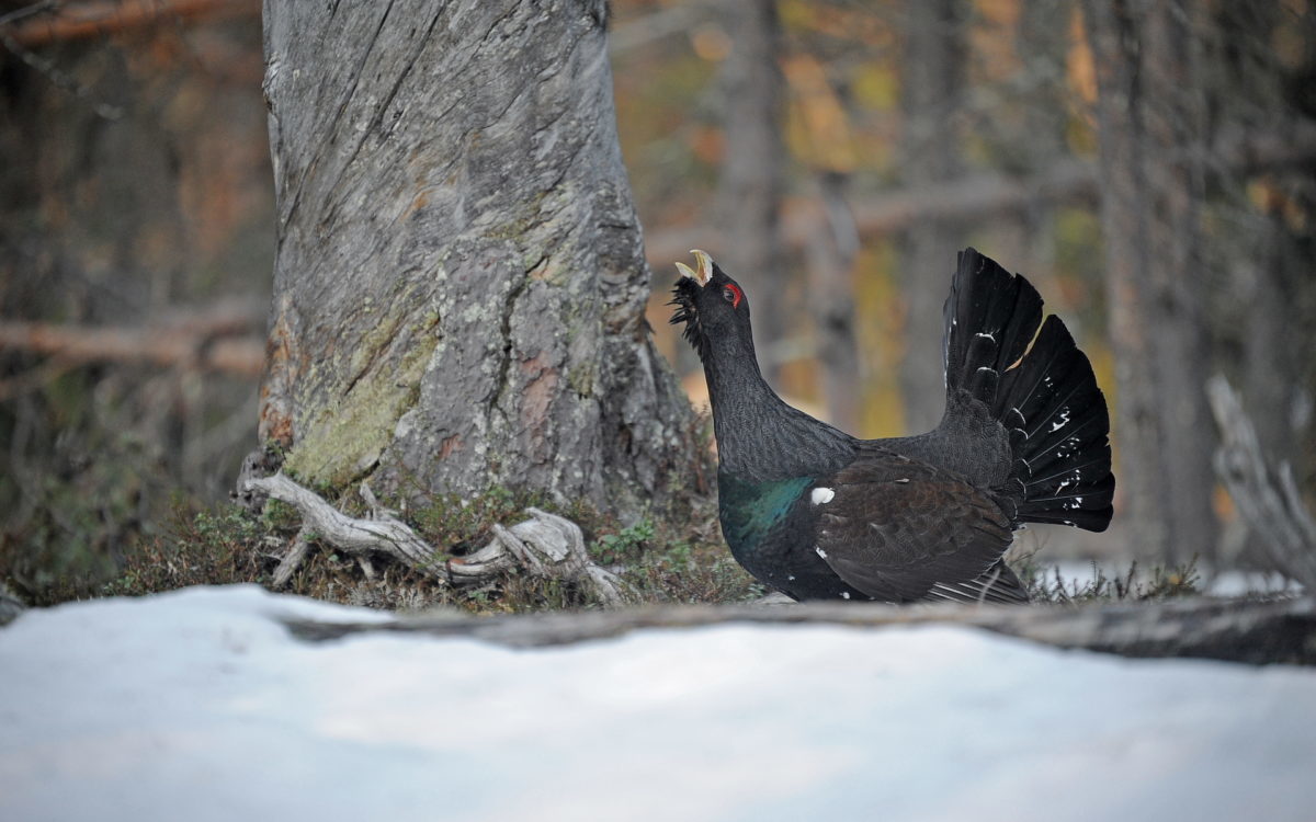 Metso soidinasennossa kelottuneen puunrungon vieressä.