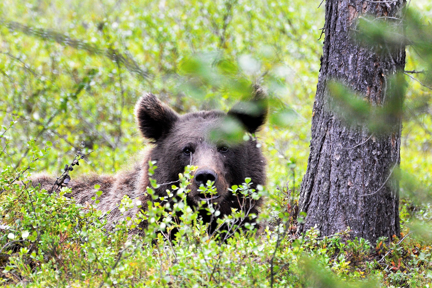 Ruskea karhu keskellä vihreää kasvillisuutta. Oikeassa reunassa männyn runko.