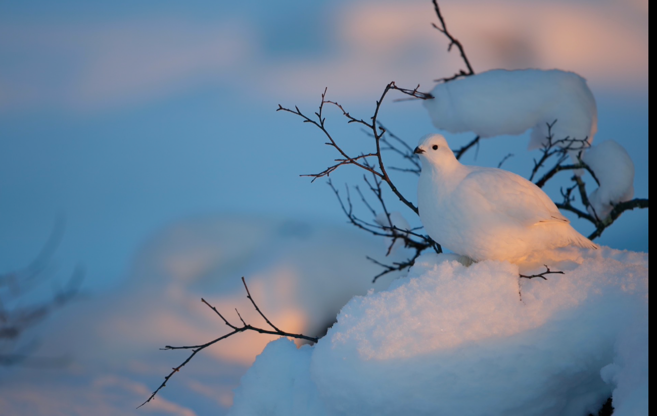Valkoinen kiiruna istuu sivuttain lumella. Linnun takana koivun oksia.
