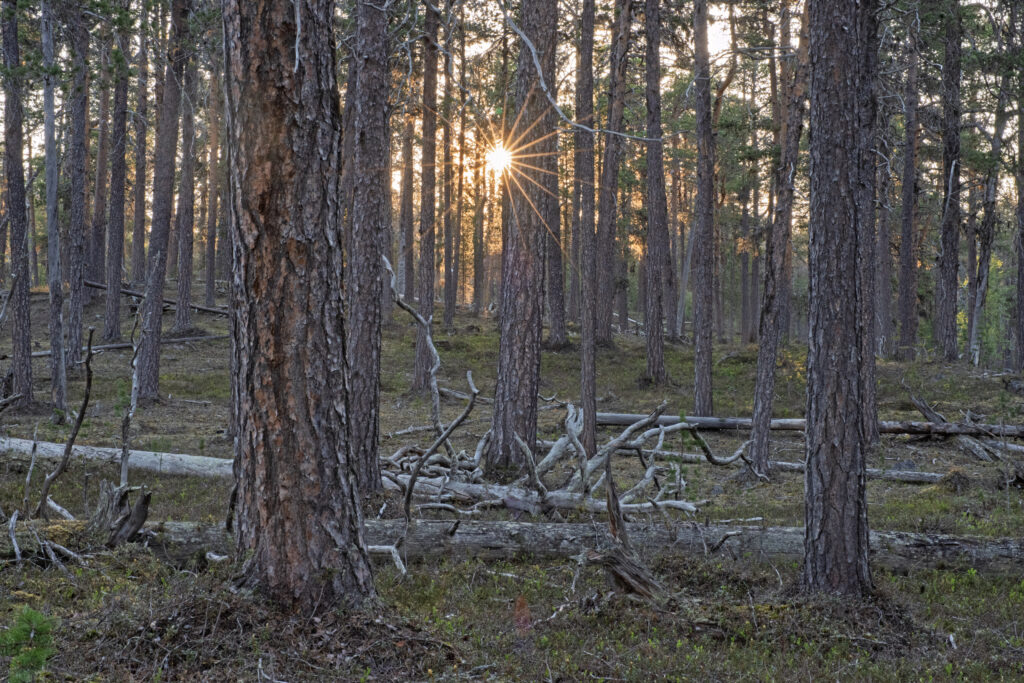 The Unregulated Old-Growth Forests of Sápmi - A Photography Exhibition on Endangered Forests