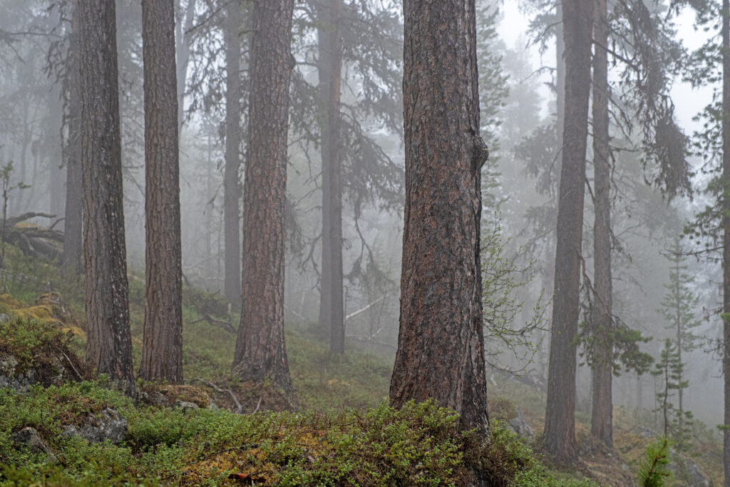 Luonnonmetsät Sápmi -työryhmän näyttely on tarina uhanalaisista Saamenmaan metsistä